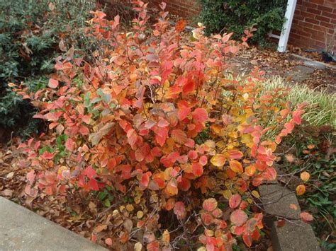 Fothergilla ‘Mt Airy’ – Mt Airy Dwarf Fothergilla – H: 6’-10’ S: 5’-9 ...