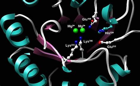 Difference Between Coenzyme and Cofactor | Definition, Properties ...