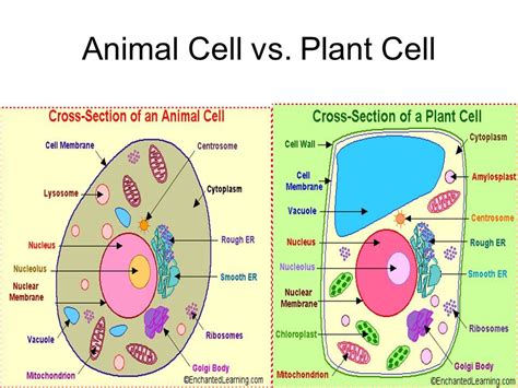 Plant Cell Vs Animal Cell Diagram