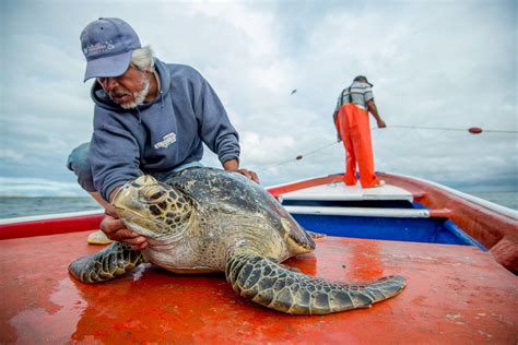 Global Sea Turtles with Conservation International - Evermaven Agency