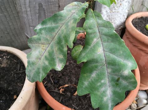 Please help - oak sapling - leaves have gone white — BBC Gardeners ...