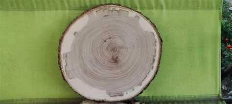 Elm Slab Round Slice D16″ – Wood Demand