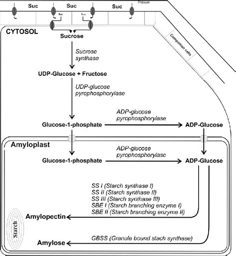 Illustration of the starch biosynthesis pathway in potato tubers. and ...