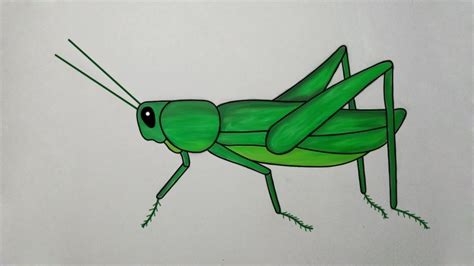 how to draw a grasshopper | how to draw a grasshopper easy ...