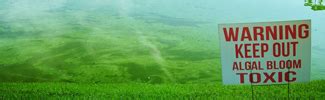 Cyanobacterial Harmful Algal Blooms (CyanoHABs) in Water Bodies | US EPA