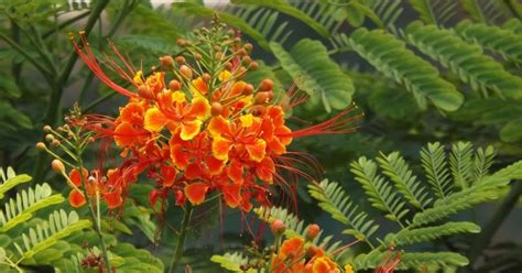 100 Pride of Barbados Seeds Caesalpinia Pulcherrima Seeds | Etsy