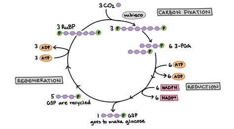 Calvin Cycle Photosynthesis