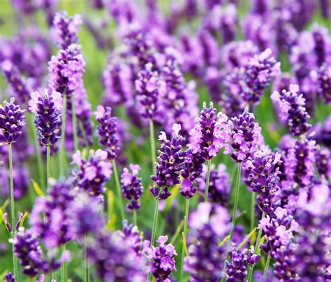 Lavender Flowers Free Stock Photo - Public Domain Pictures