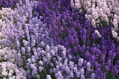 lavender field. | Sabonetes