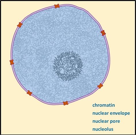 Cell Component | Nucleus