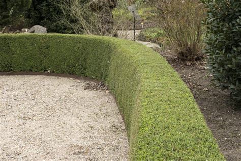 A Hedge of Lonicera Nitida `Elegant` Stock Photo - Image of hedge ...