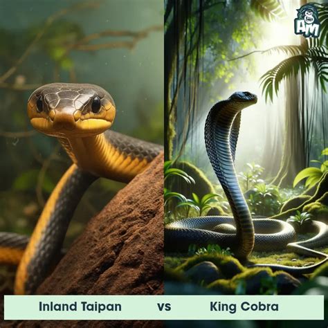 Inland Taipan: Predator-Prey Interactions, Fights, and Aggressive ...