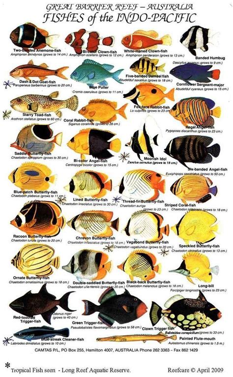 42 Printable Fish Identification Charts | Saltwater aquarium fish ...