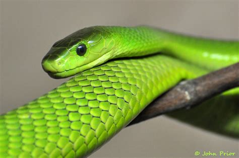 Green Mamba Snake - Explored - April 23, 2013 | Explored - A… | Flickr