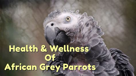 African Grey Parrots: The Ultimate Guide to Care and Training