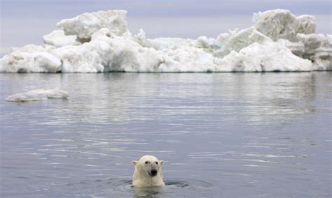 Polar bear population decline a wake up call for climate change action ...