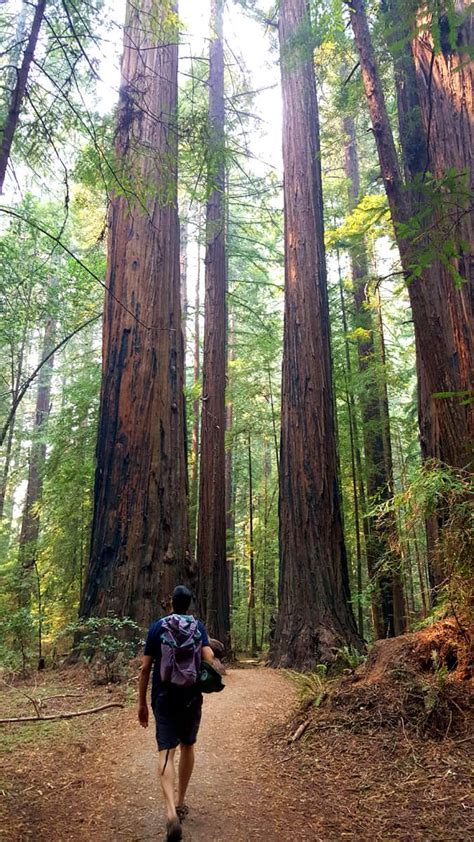 Explore Redwood National Park [A Must-See Guide with Breathtaking Photos!]