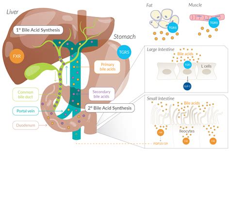 bileacide overview.png
