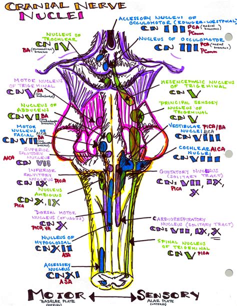 Bookbrain Stem Nuclei / The Central Nervous System · Anatomy and ...