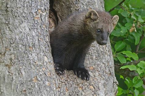 Fisher Species Profile: The Small, Predatory Mammal of the Northern U.S.