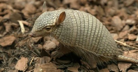 10 Incredible Armadillo Facts - WikiPoint - Wiki Point