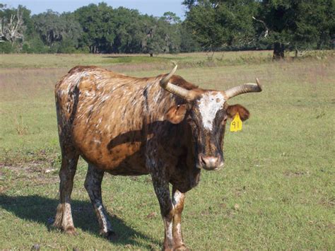 Cracker Cattle Photos