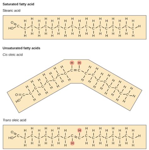 Diagram Of A Saturated Fatty Acid