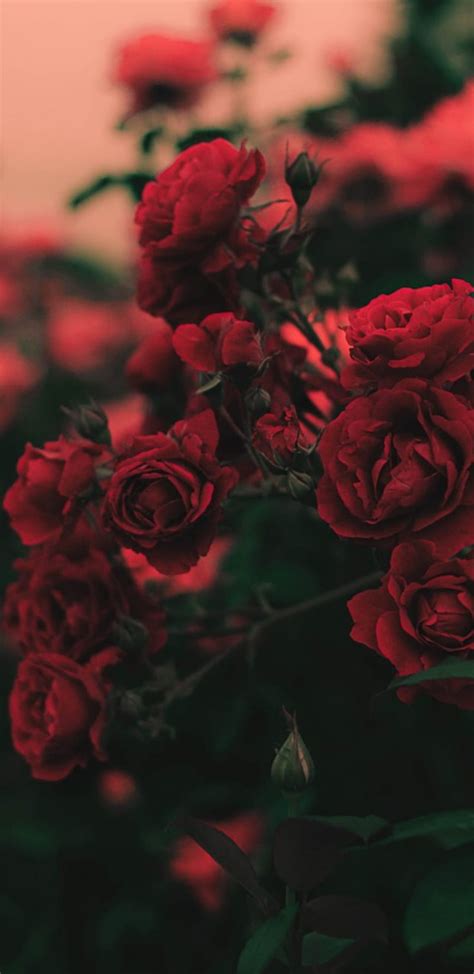 Rose bush, aesthetic, bonito, colour, cute, flower, flowers, red, smoke ...