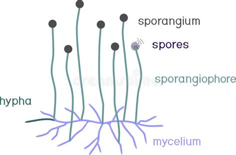 Structure of Mucor. Mycelium with Sporangium Stock Vector ...