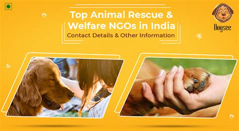 Top 111+ List of animal welfare organizations in india ...