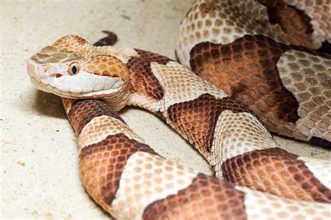 My Texas Copperhead Snake Bite – A True Story - Texas Proud