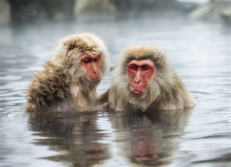 30 fascinating facts about primates