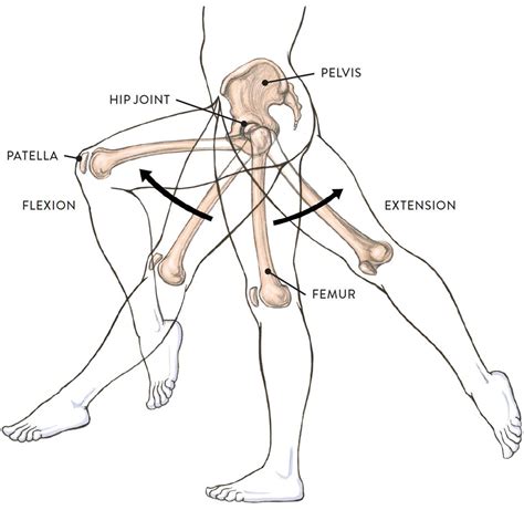 Joints and Joint Movement - Classic Human Anatomy in Motion: The Artist ...