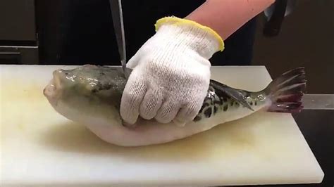 FUGU Fish : Filleting Most Poisonous FISH in the World - YouTube