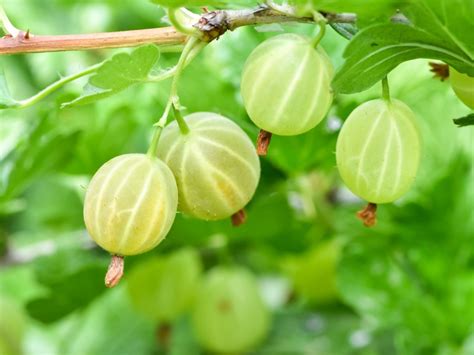 Gooseberry Plants - Growing Gooseberry In The Home Garden