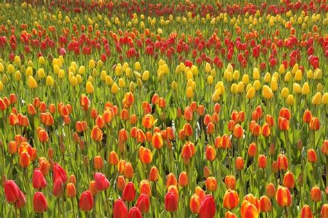 Tulip Tour Bike and Barge Tour - Holland - Belgium | Tripsite | Tulip ...