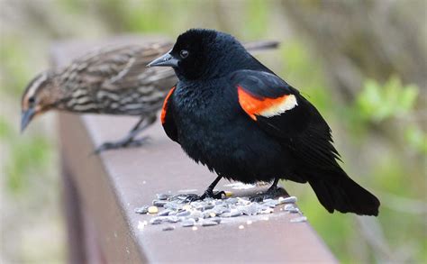 Red-winged Blackbird - eMuseum of Natural History