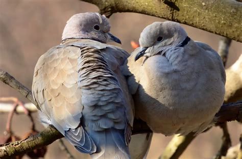 Turtle Dove Symbolism: Love, Peace, And Symbol Of Friendship