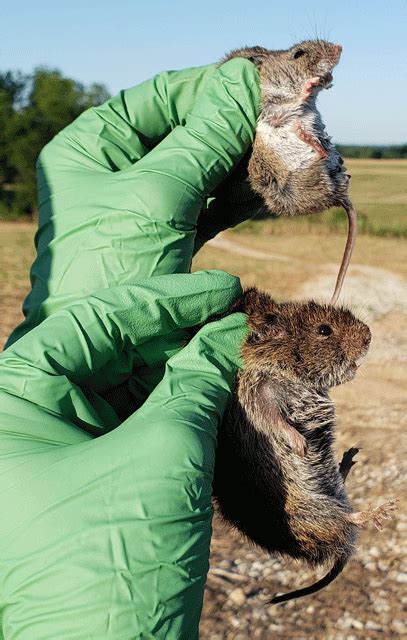 Vole Identification | Forestry and Natural Resources