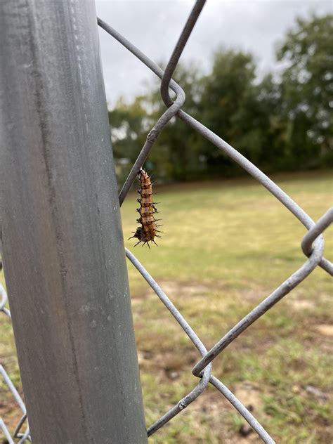 Spiky Caterpillars my students pointed out, Central Florida : r ...