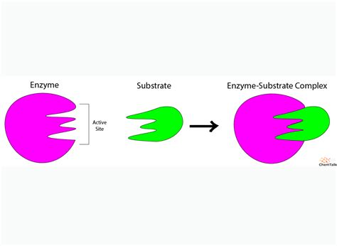 Enzymes - Function and Types | ChemTalk