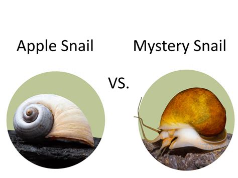 Apple Snail vs Mystery Snail - No, They Are Not The Same!