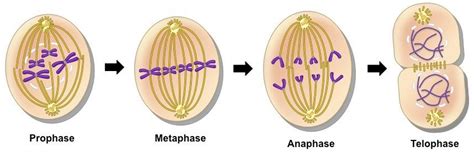 Pembelahan Sel Secara Mitosis