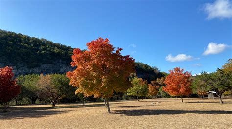 Bigtooth Maple Trees Are Turning Vibrant Red