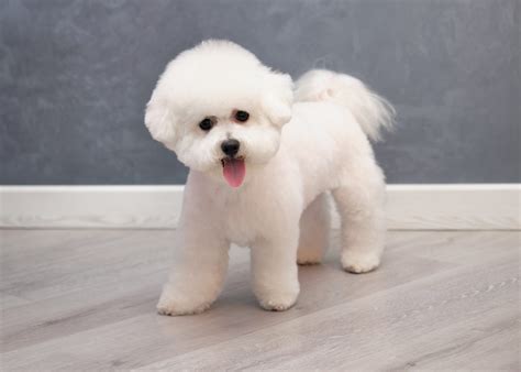 Bichon Frize - a small and cheerful companion - WARSAW DOG