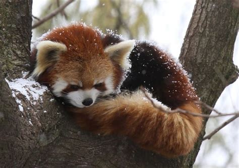 Red pandas have a big bushy tail that helps them balance when they ...