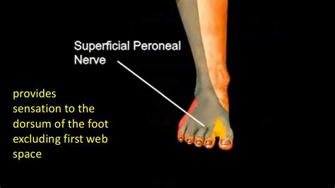 Peripheral Nerve block(ankle block,wrist block, digital block)