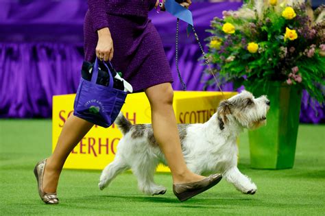 2024 Westminster Dog Show Pekingese Pictures - Marni Sharron