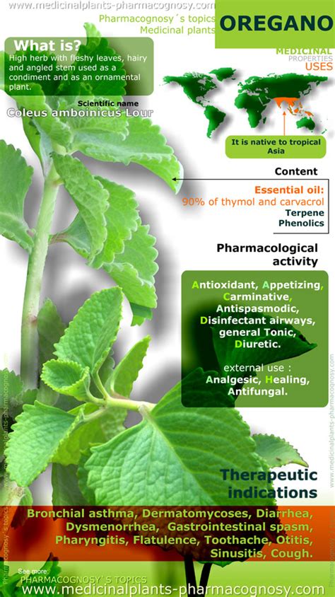 Oregano benefits. Infographic - Pharmacognosy - Medicinal Plants