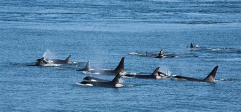 20 Killer Whale Facts About Orcas - Fact Animal